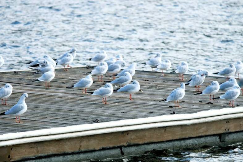 1234436_853694397997989_8326984336748470632_n